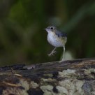 Siberian Blue Robin